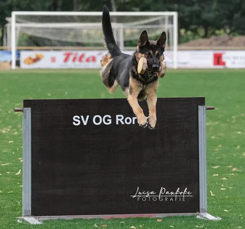 Westfalen-Meisterschaften der Deutschen Schäferhunde